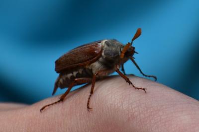 <i>Melolontha melolontha</i>