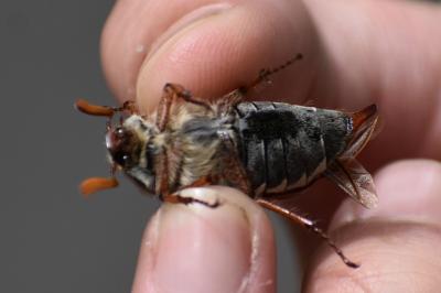 <i>Melolontha melolontha</i>