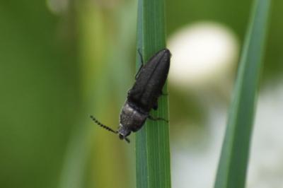 <i>Cidnopus pilosus</i>