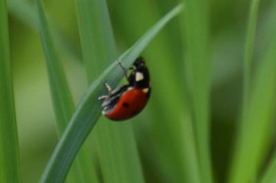 <i>Coccinella septempunctata</i>