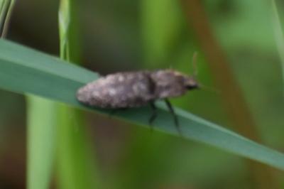 <i>Agrypnus murinus</i>
