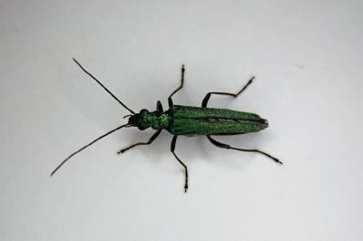 <i>Oedemera nobilis</i>