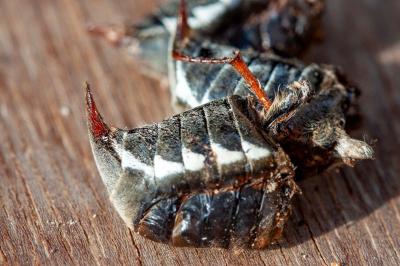 <i>Melolontha melolontha</i>