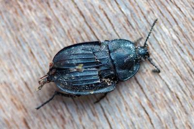 <i>Silpha carinata</i>
