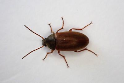 <i>Isomira murina</i>