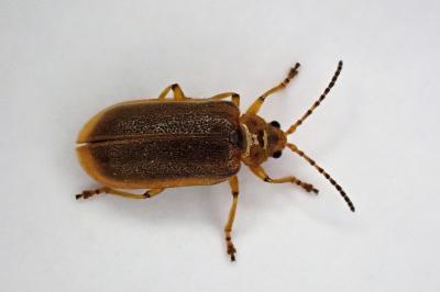 <i>Galerucella</i>