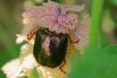 <i>Chrysolina bankii</i>