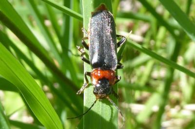 <i>Cantharis fusca</i>