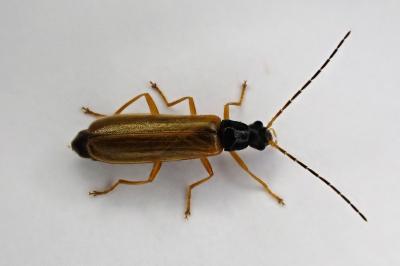 <i>Rhagonycha lignosa</i>