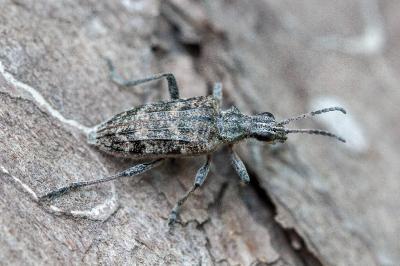 <i>Rhagium inquisitor</i>