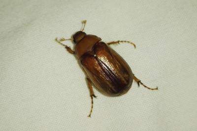 <i>Rhizotrogus aestivus</i>