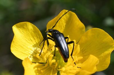 <i>Rutpela nigra</i>