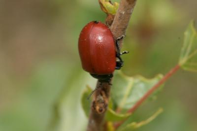 <i>Chrysomela populi</i>