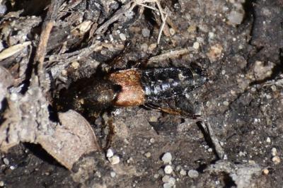 <i>Staphylinus</i>