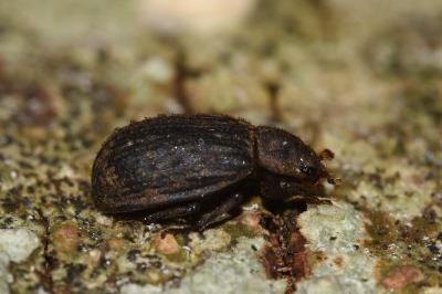 <i>Trox scaber</i>