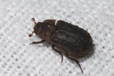 <i>Trox scaber</i>
