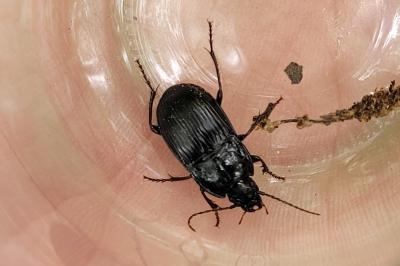 <i>Abax ovalis</i>