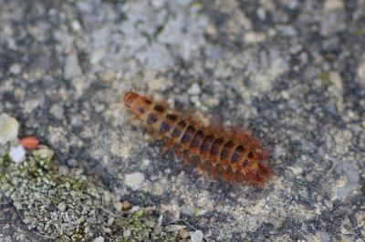 Drilus flavescens
