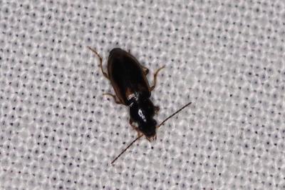 <i>Acupalpus</i>