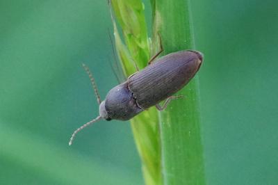 <i>Agriotes</i>