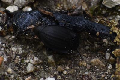 <i>Silpha carinata</i>