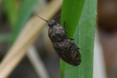 <i>Agrypnus murinus</i>