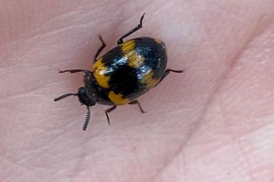 <i>Diaperis boleti</i>