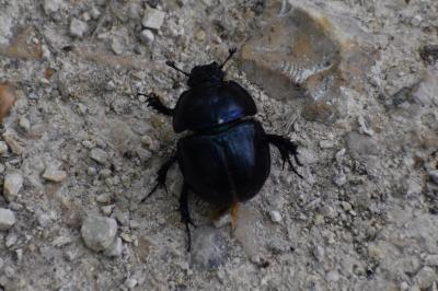 <i>Anoplotrupes stercorosus</i>