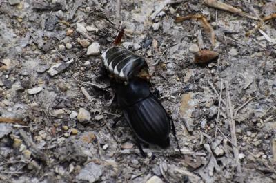 <i>Silpha carinata</i>