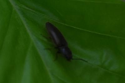 <i>Athous haemorrhoidalis</i>