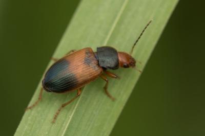 <i>Diachromus germanus</i>