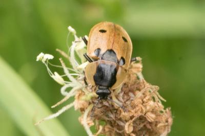 <i>Dendroxena quadrimaculata</i>