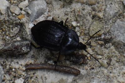 <i>Phosphuga atrata</i>