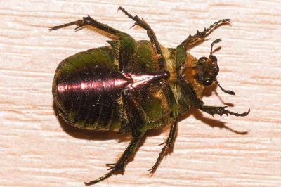 <i>Cetonia aurata</i>