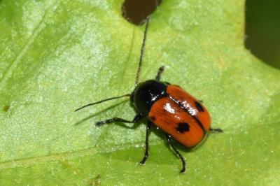 <i>Cryptocephalus bipunctatus</i>