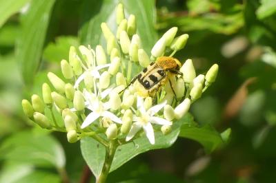 <i>Trichius</i>