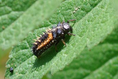 <i>Harmonia axyridis</i>