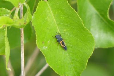 <i>Harmonia axyridis</i>