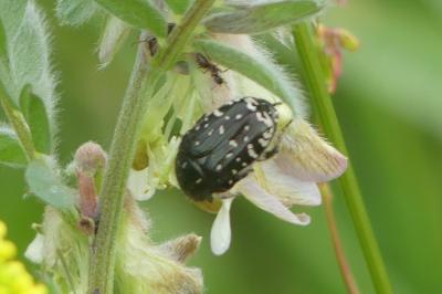 <i>Oxythyrea funesta</i>