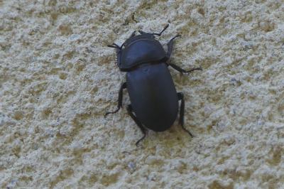 <i>Dorcus parallelipipedus</i>