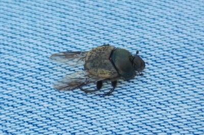 <i>Onthophagus vacca</i>
