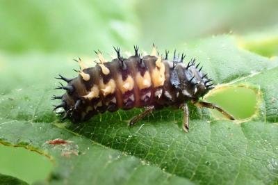 <i>Harmonia axyridis</i>
