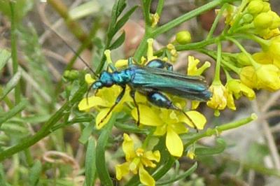 <i>Oedemera nobilis</i>