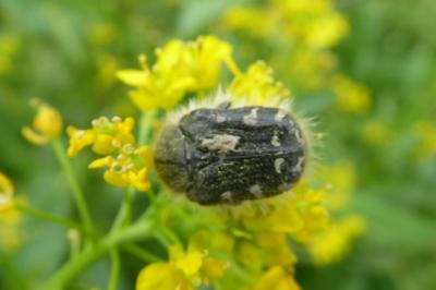 <i>Tropinota</i>