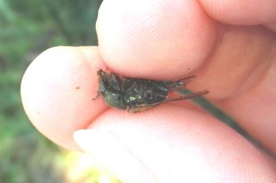 <i>Onthophagus vacca</i>