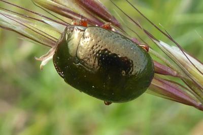 <i>Chrysolina bankii</i>