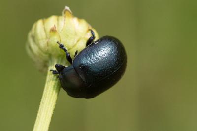 <i>Chrysolina fuliginosa</i>