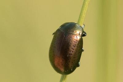 <i>Chrysolina hyperici</i>