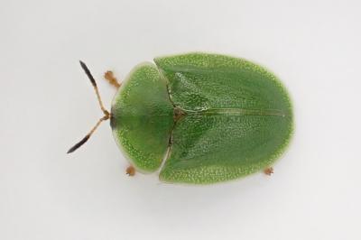 <i>Cassida viridis</i>