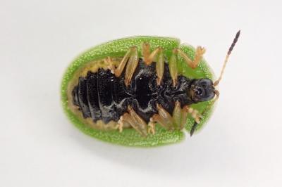 <i>Cassida viridis</i>